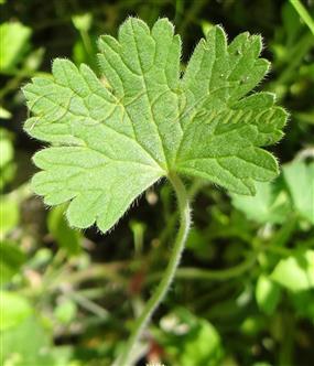  Leaf blade (Adaxial view)